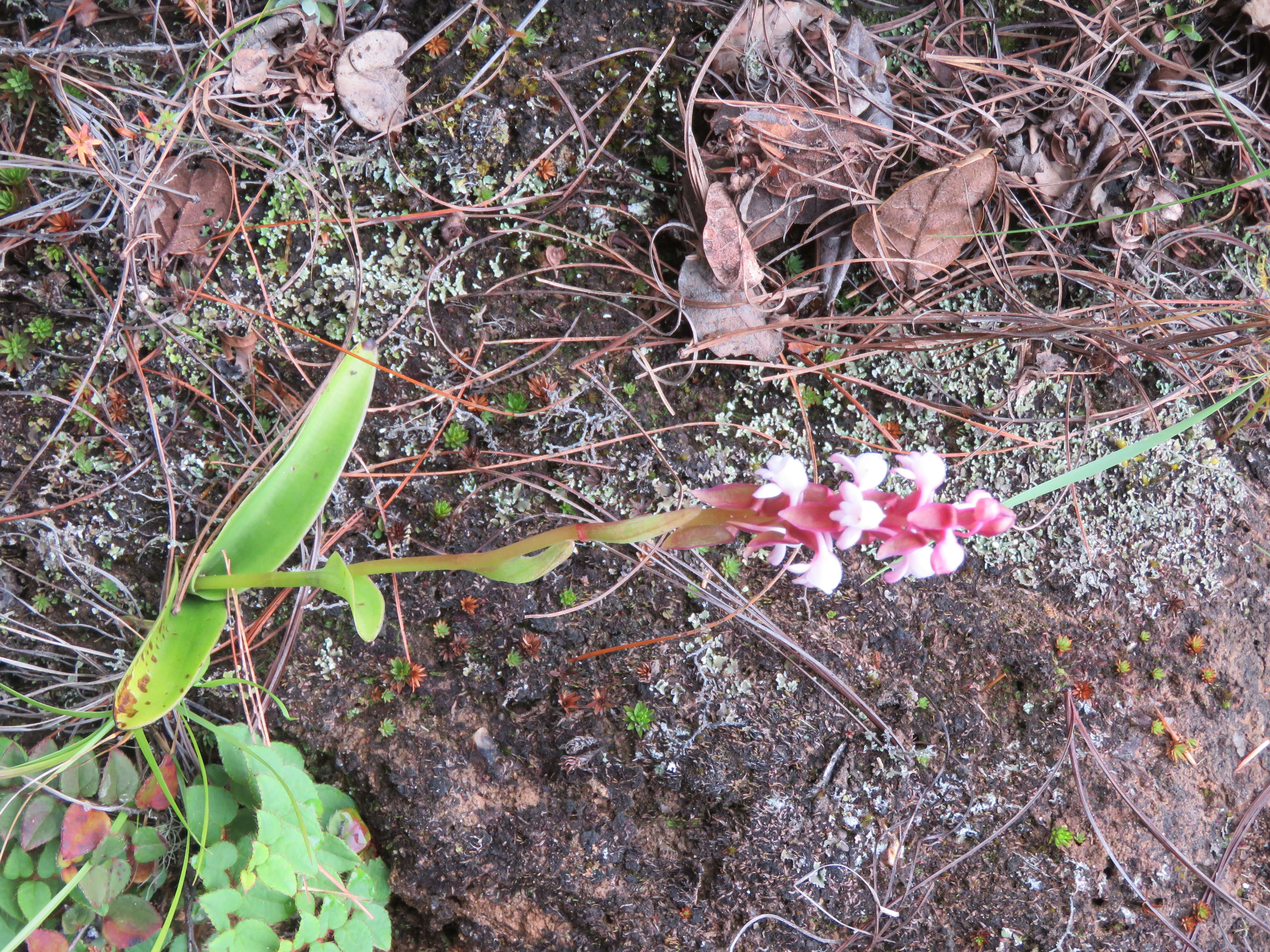 Image of Satyrium nepalense D. Don