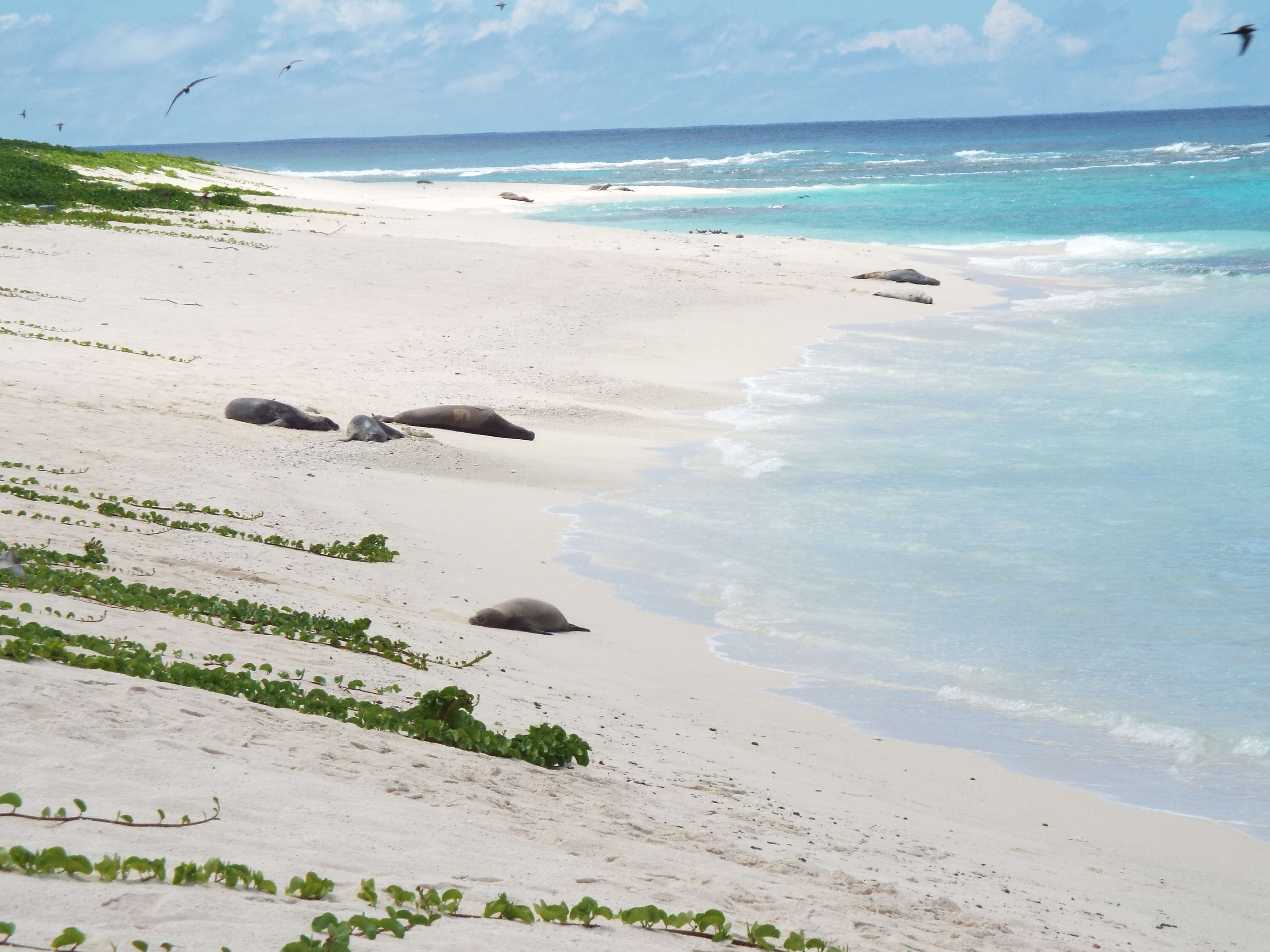 Image of Hawaiian Monk Seal