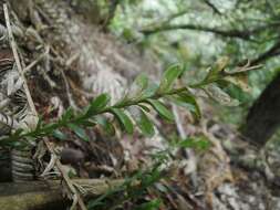 Image de Tmesipteris tannensis (Spreng.) Bernh.