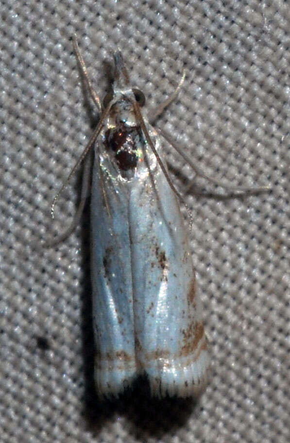 Image of Microcrambus