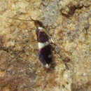 Image of <i>Zealandopterix zonodoxa</i>