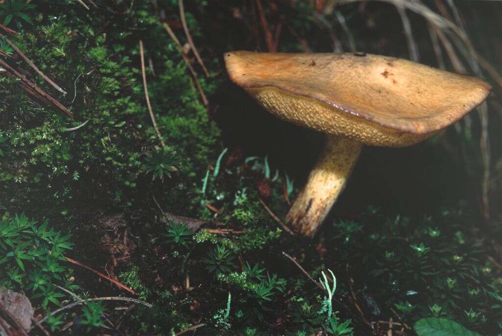 Image of Suillus bovinus (L.) Roussel 1796