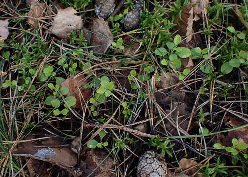 Image of Twinflower