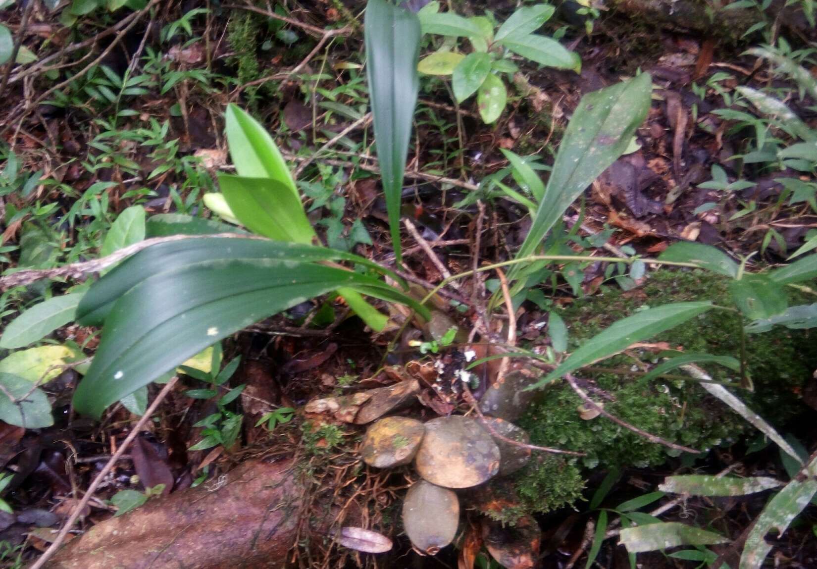 Image of Bulbophyllum occlusum Ridl.