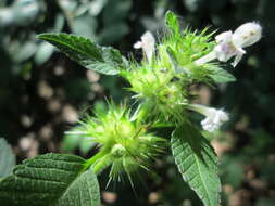 Image of Common hemp nettle