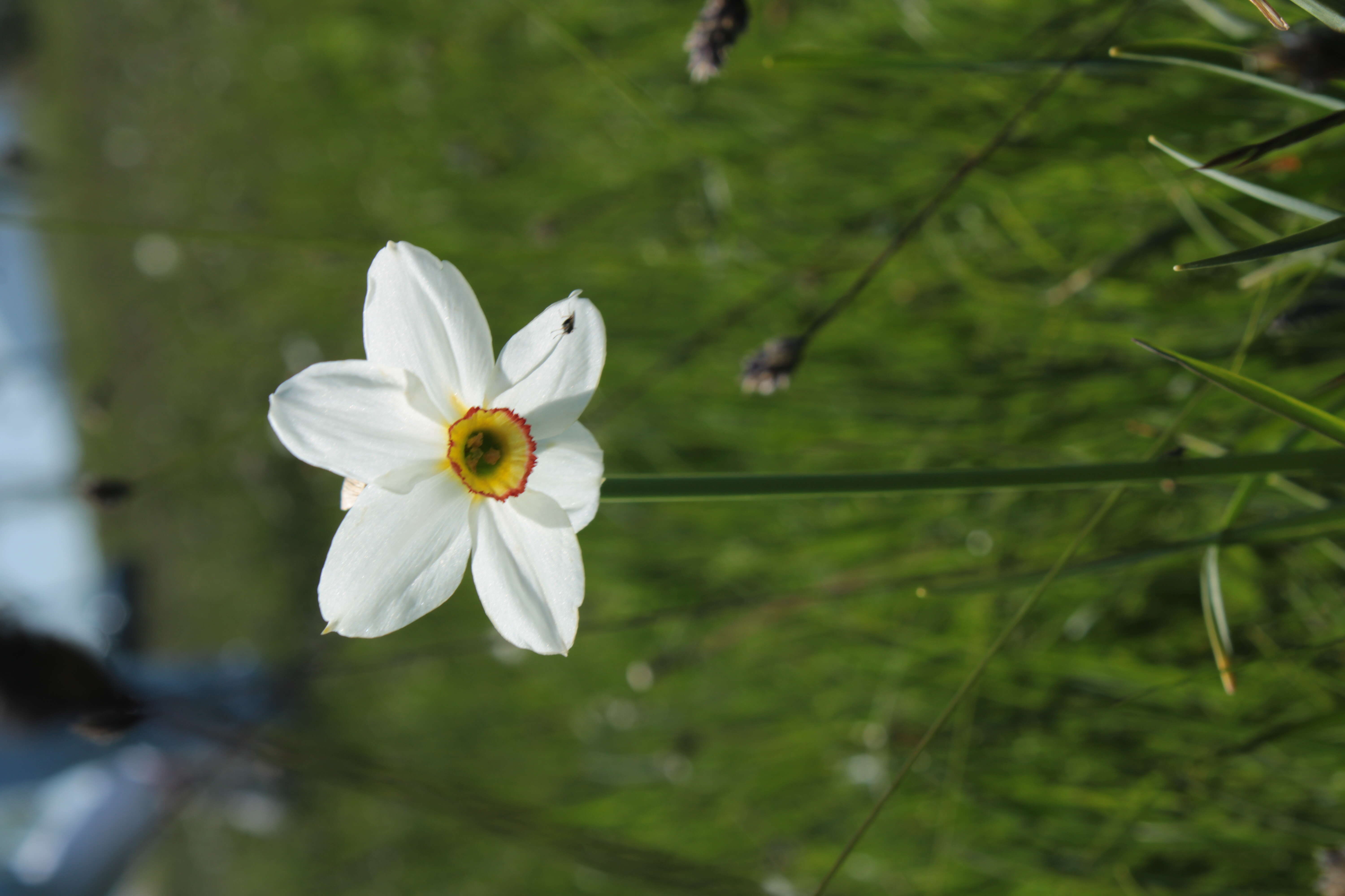 Image of Pheasant's-eye narcissus