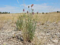 Image of purple prairie clover