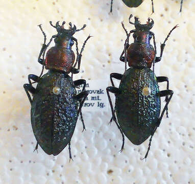 Carabus (Megodontus) avinovi Semenov & Znojko 1932 resmi