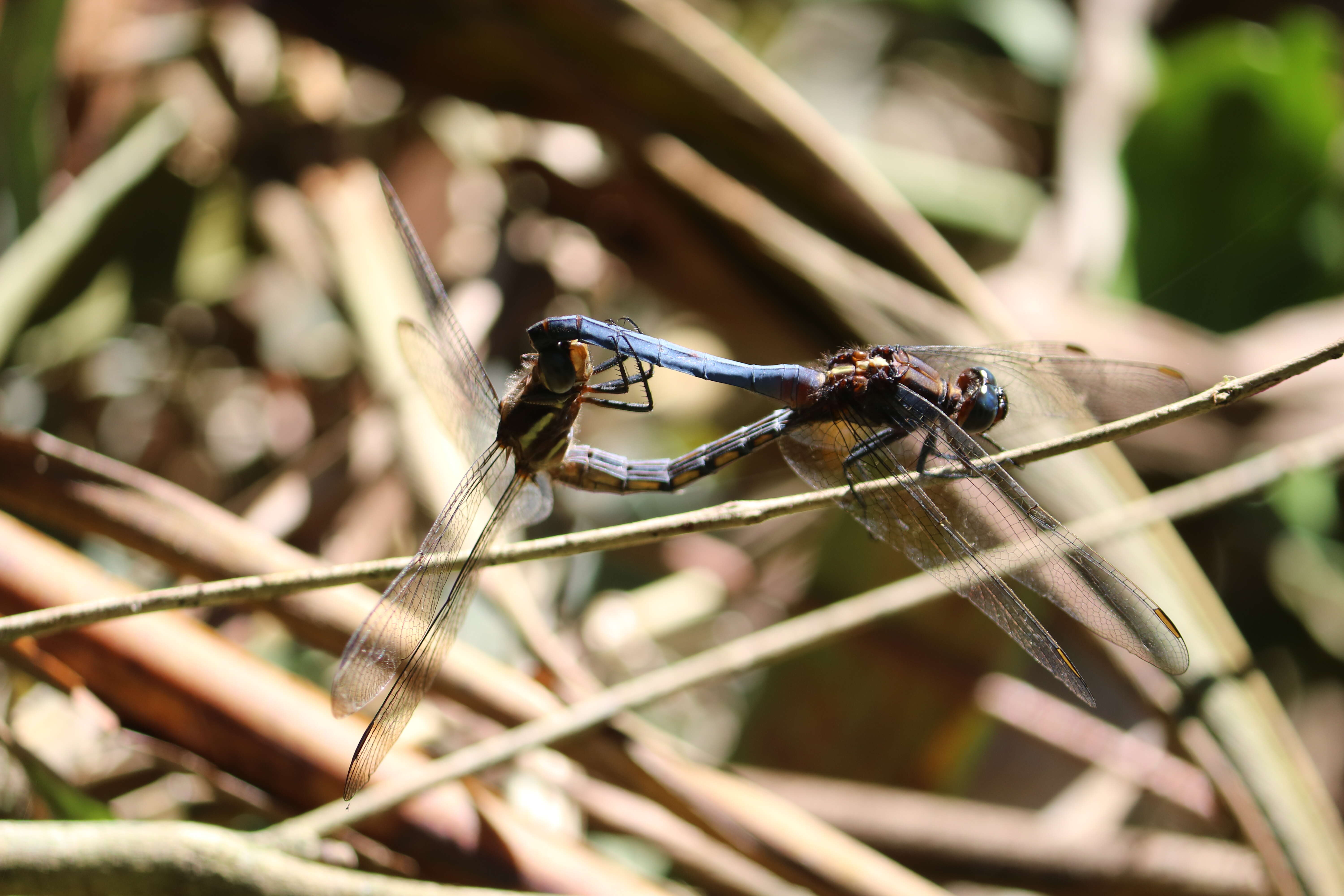 Image of blue marsh hawk