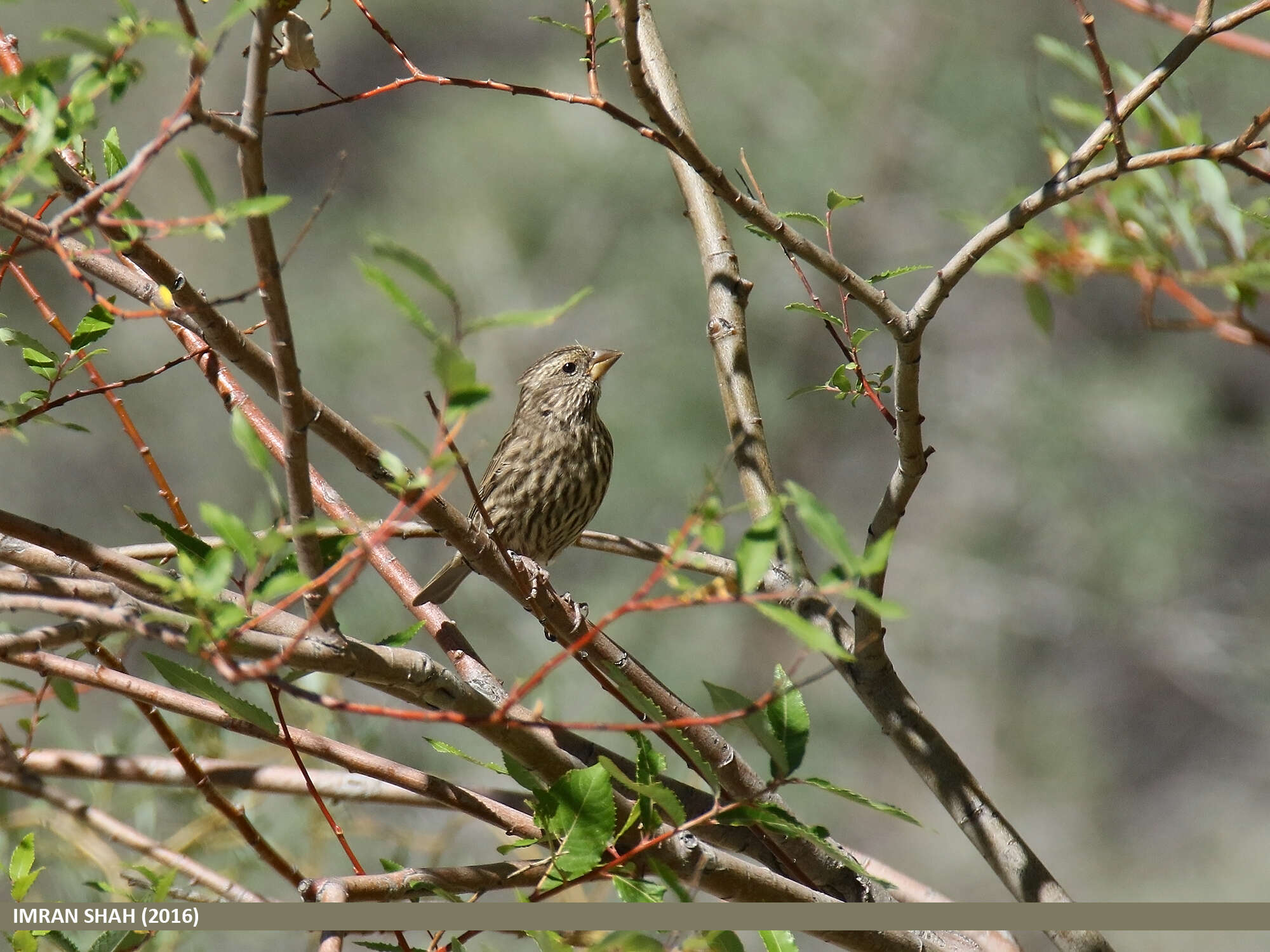 Image of Red-mantled Rosefinch