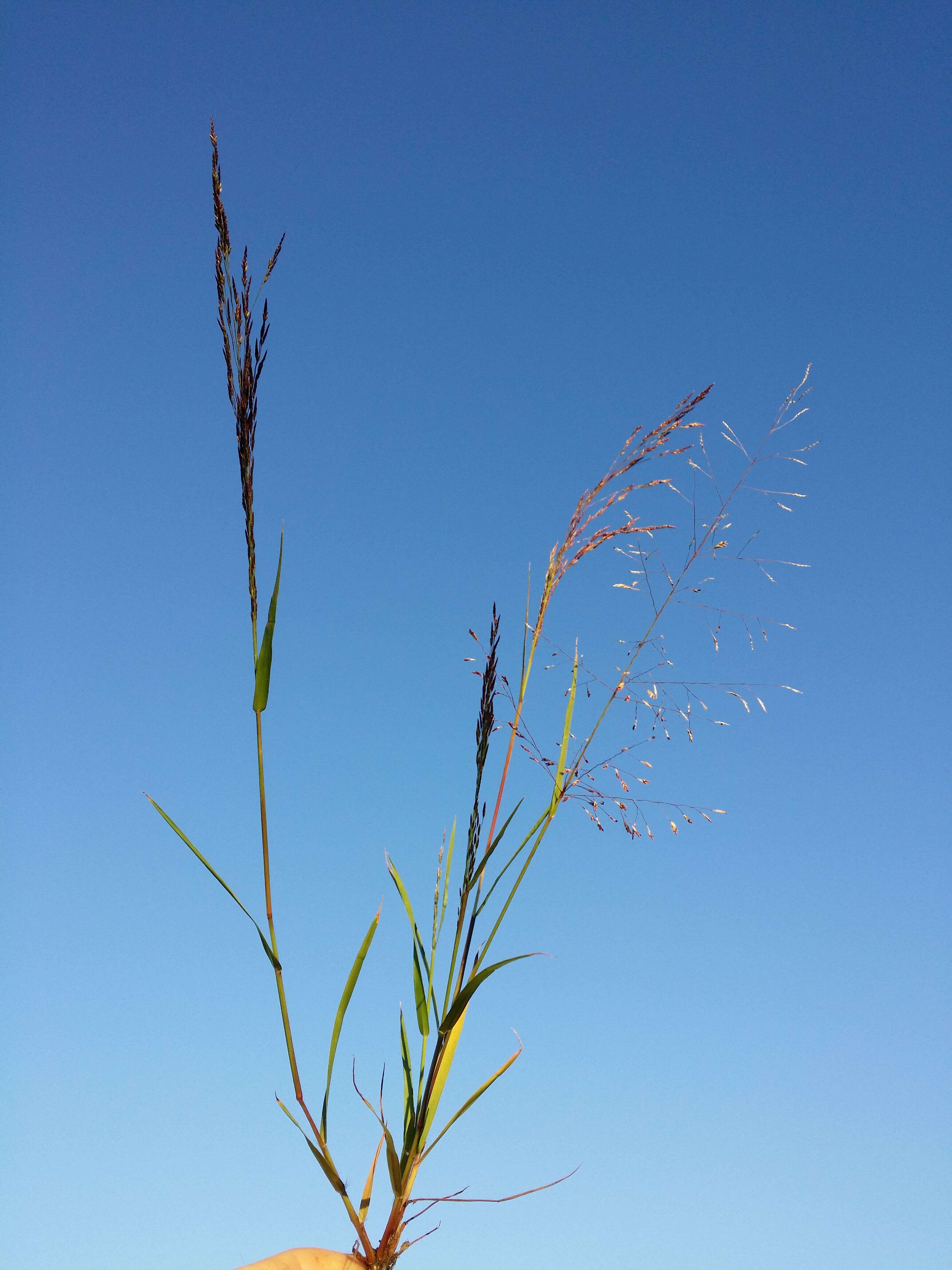 Image of Indian lovegrass