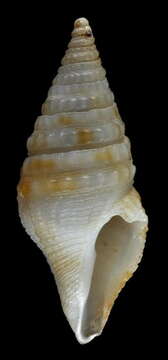 Image of Gemmuloborsonia jarrigei Sysoev & Bouchet 1996