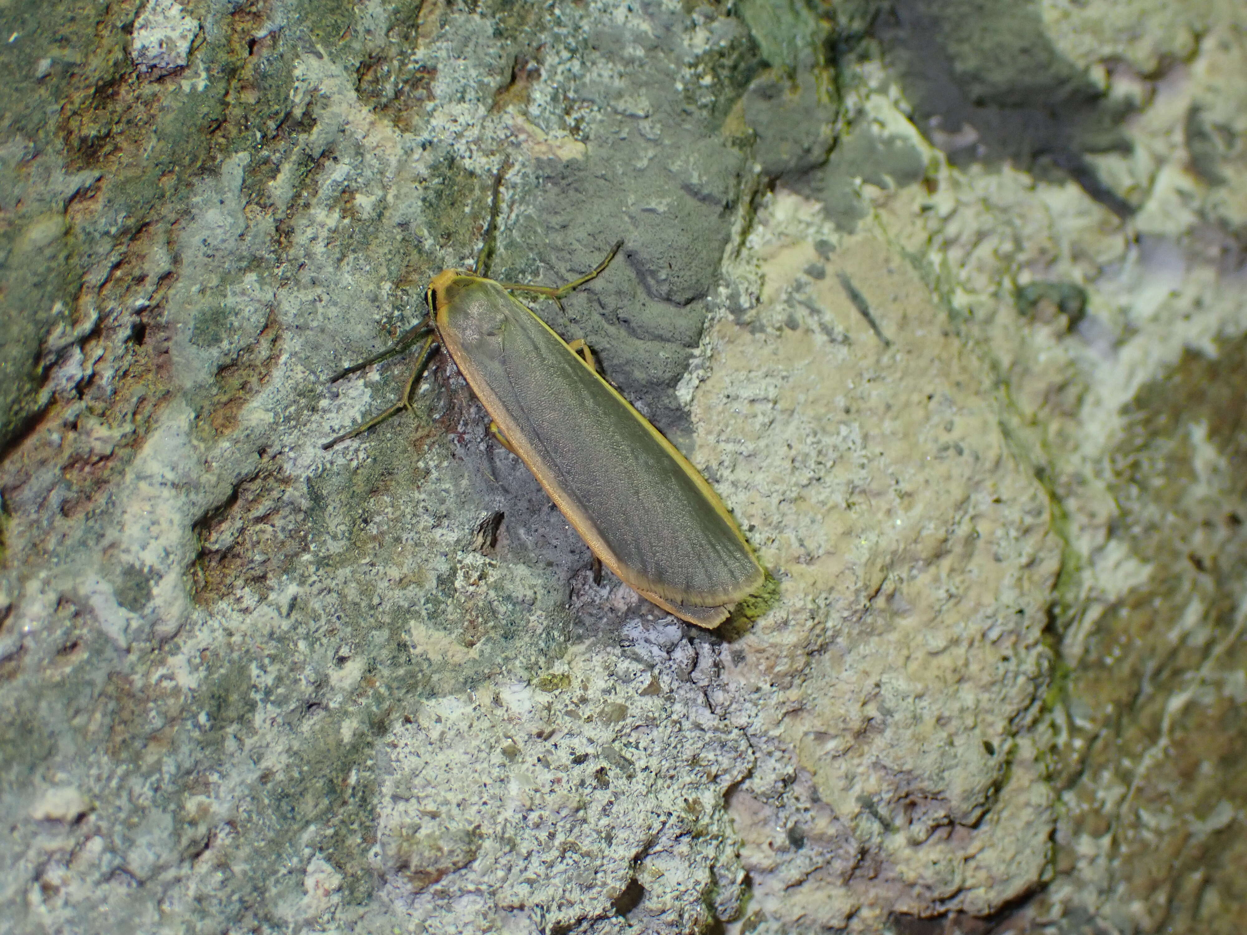 Image of common footman