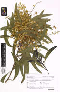 Image of Acacia falciformis DC.