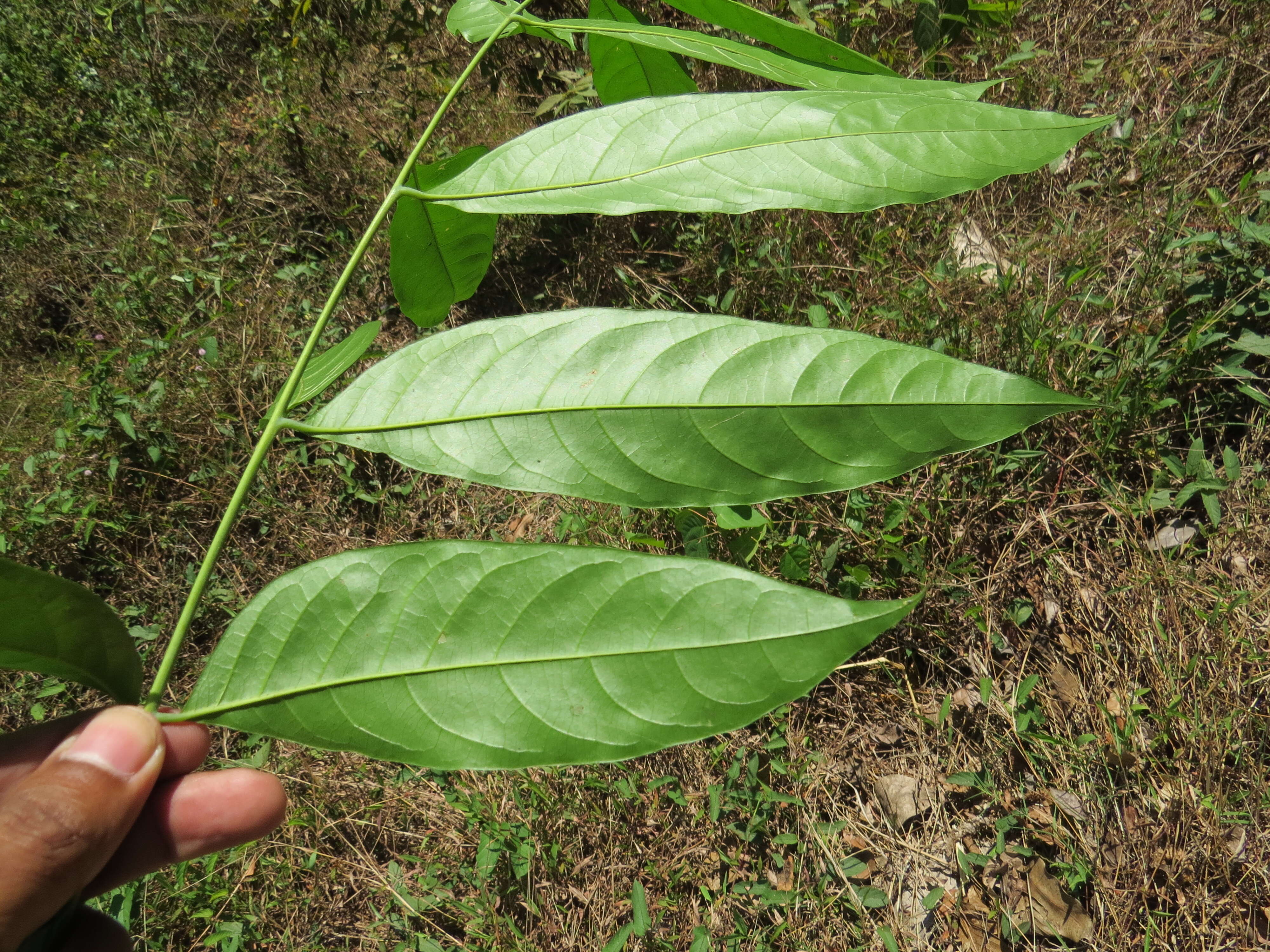 Image of tulip-wood tree