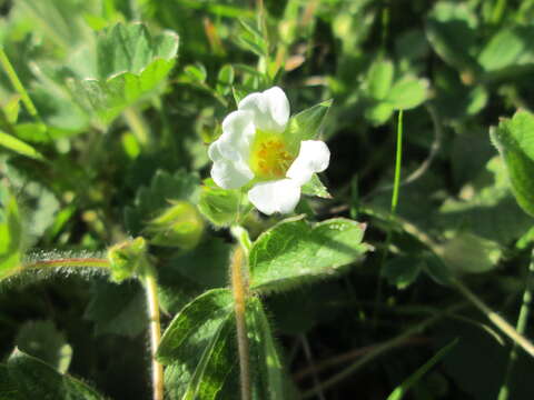 Image of Barren Strawberry