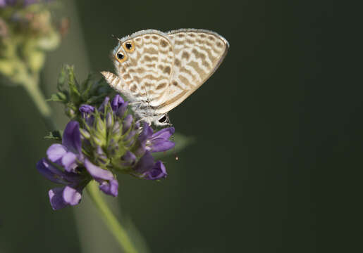 Image of Lang's Short-tailed Blue