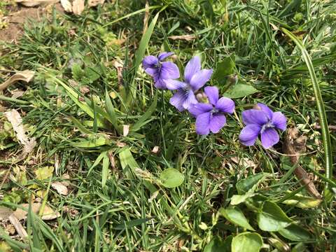 Image of common blue violet