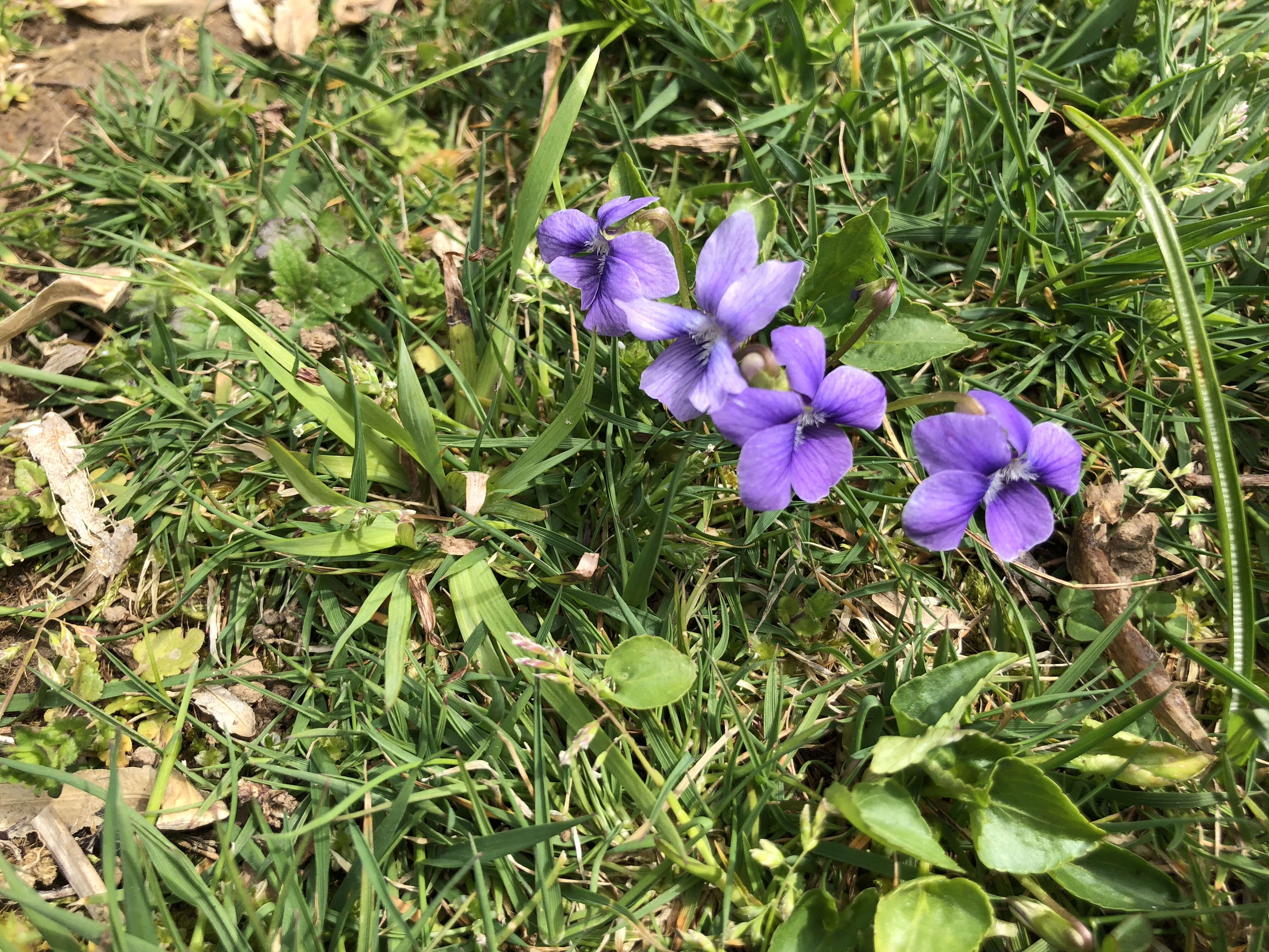 Image of common blue violet