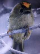 Image of Santa Maria Goldcrest