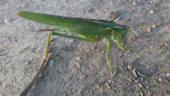 Image of Great green bushcricket