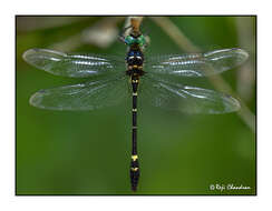 Image of Macromia irata Fraser 1924