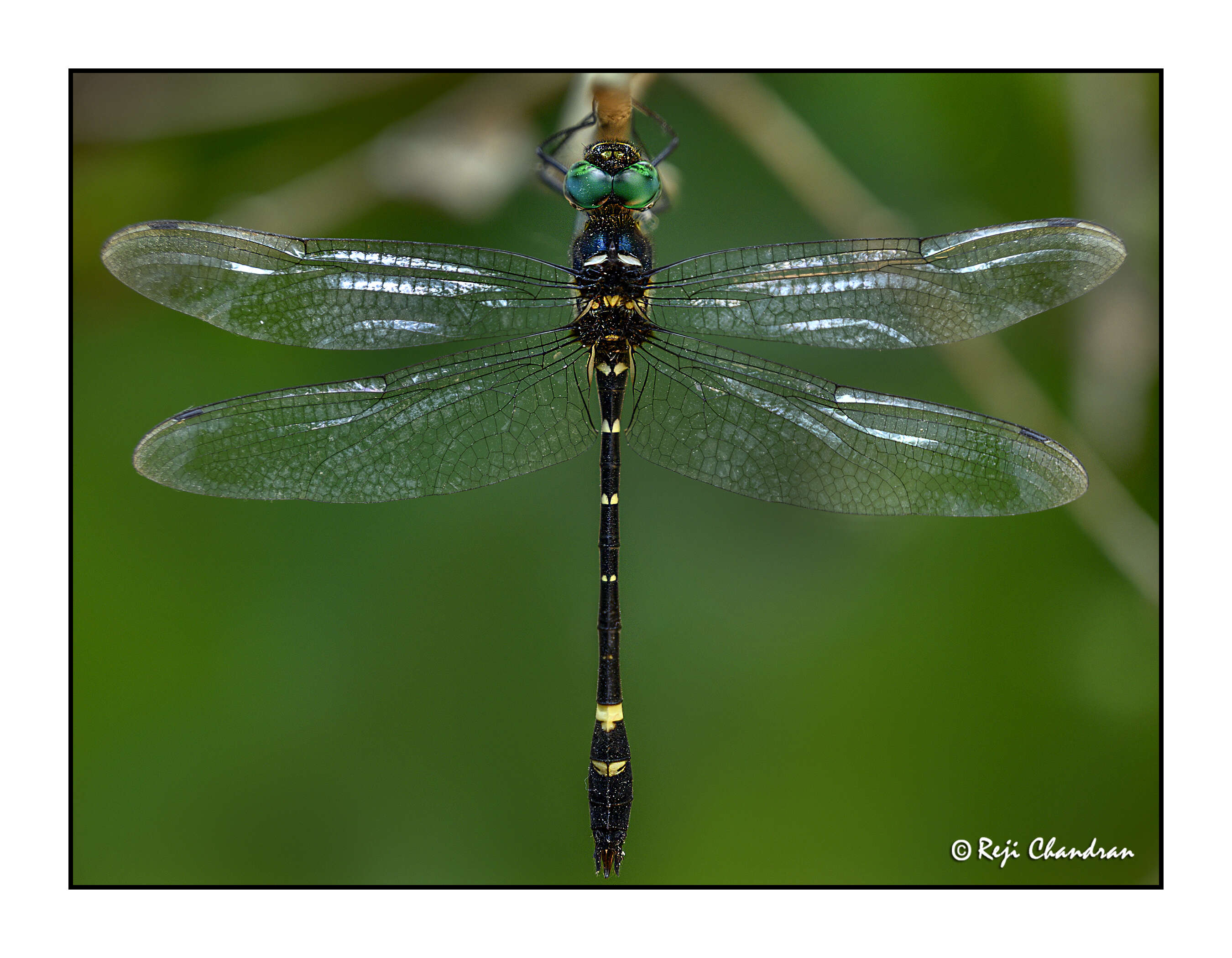 Image of Macromia irata Fraser 1924