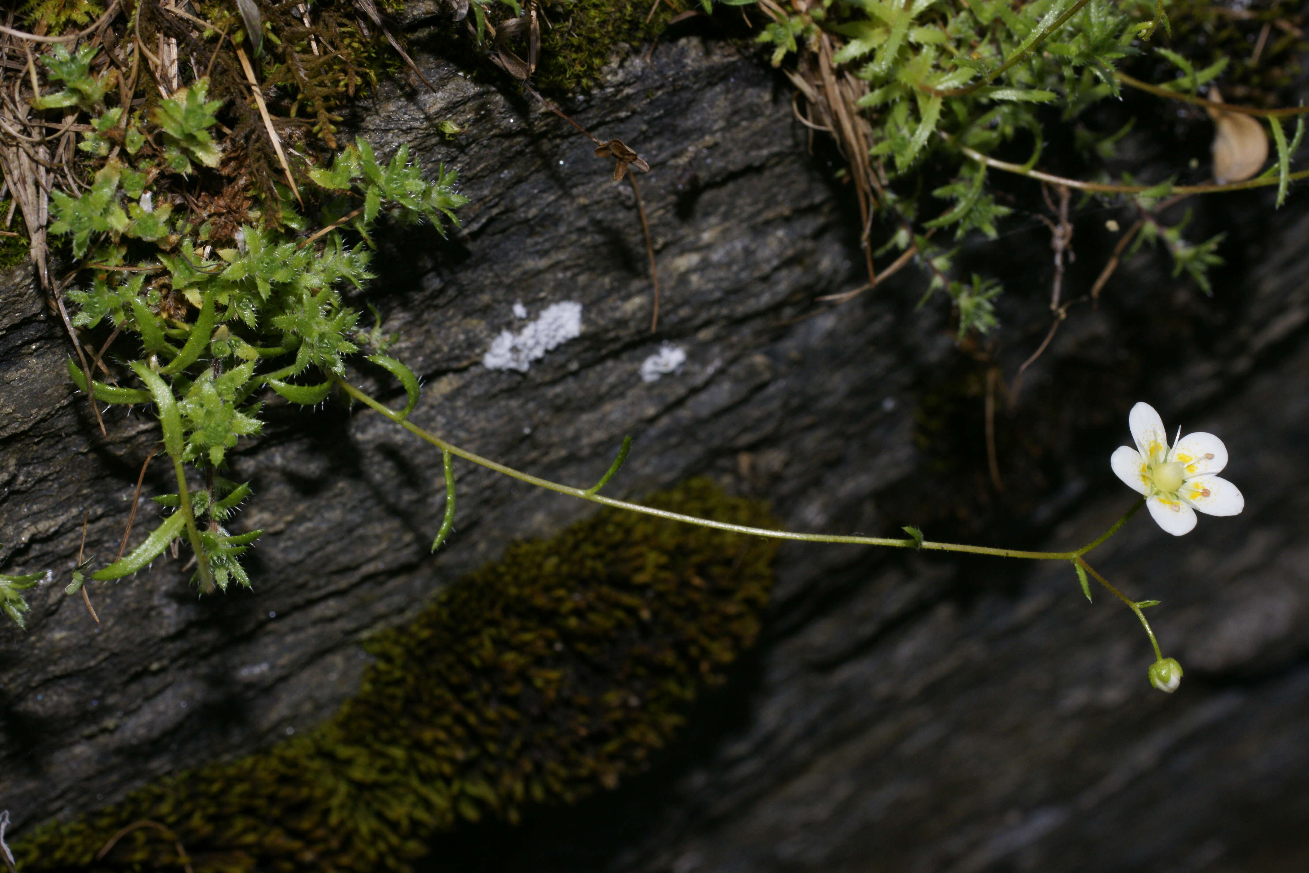 Imagem de Saxifraga aspera L.