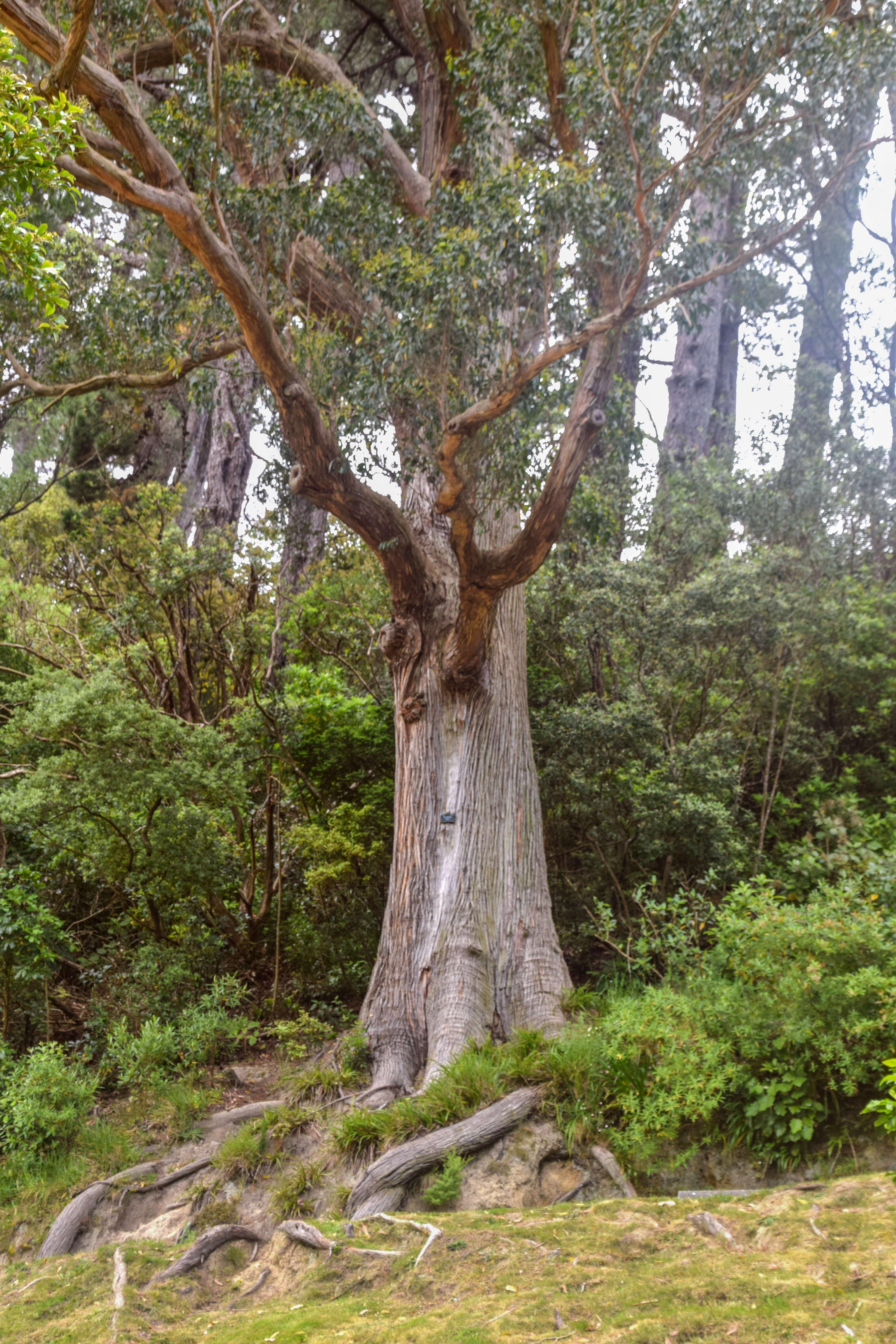 Sivun Viiste-eukalyptus kuva