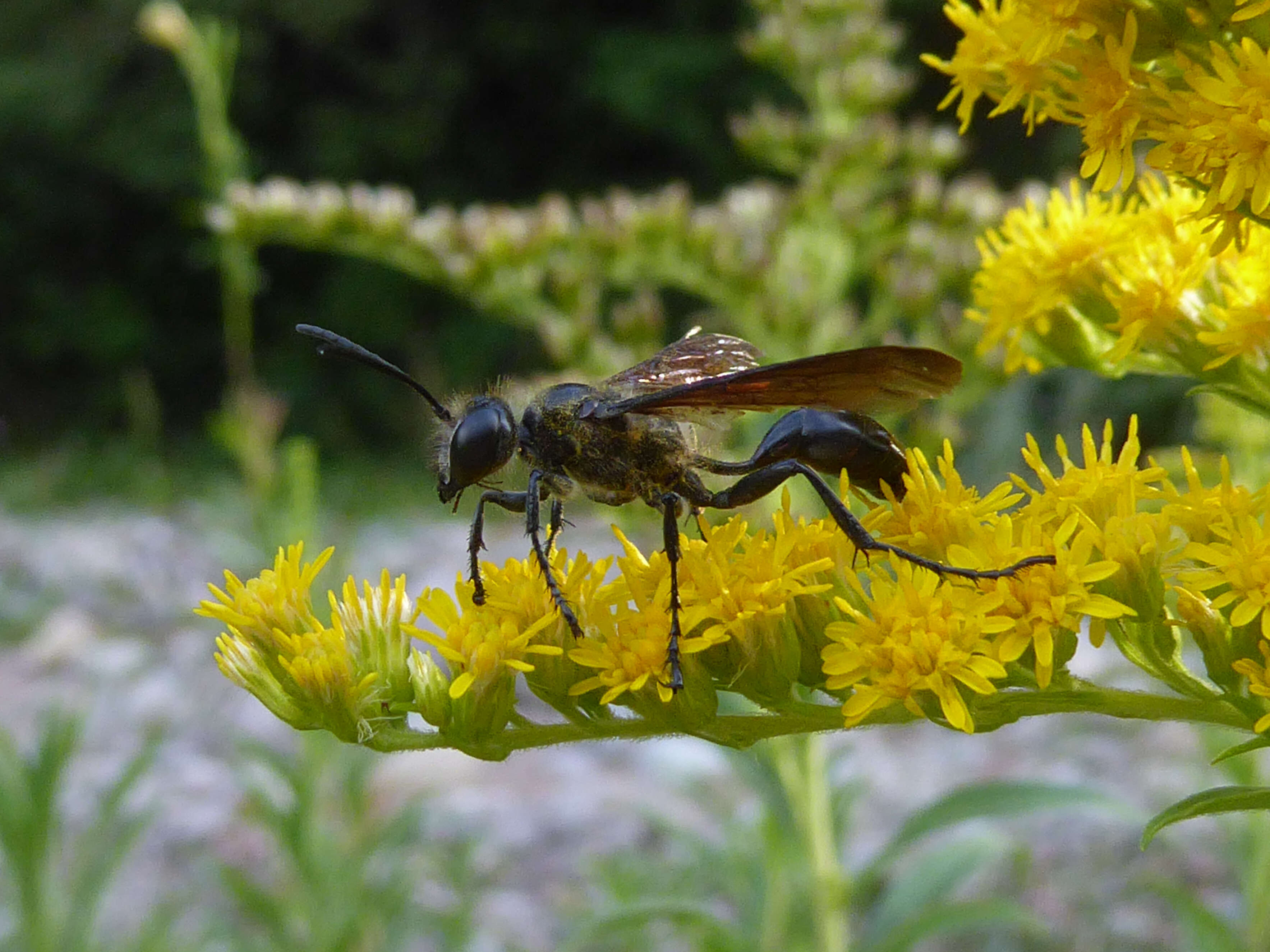 Image of Mud dauber