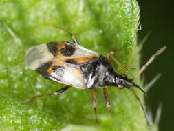 Image of Common flowerbug