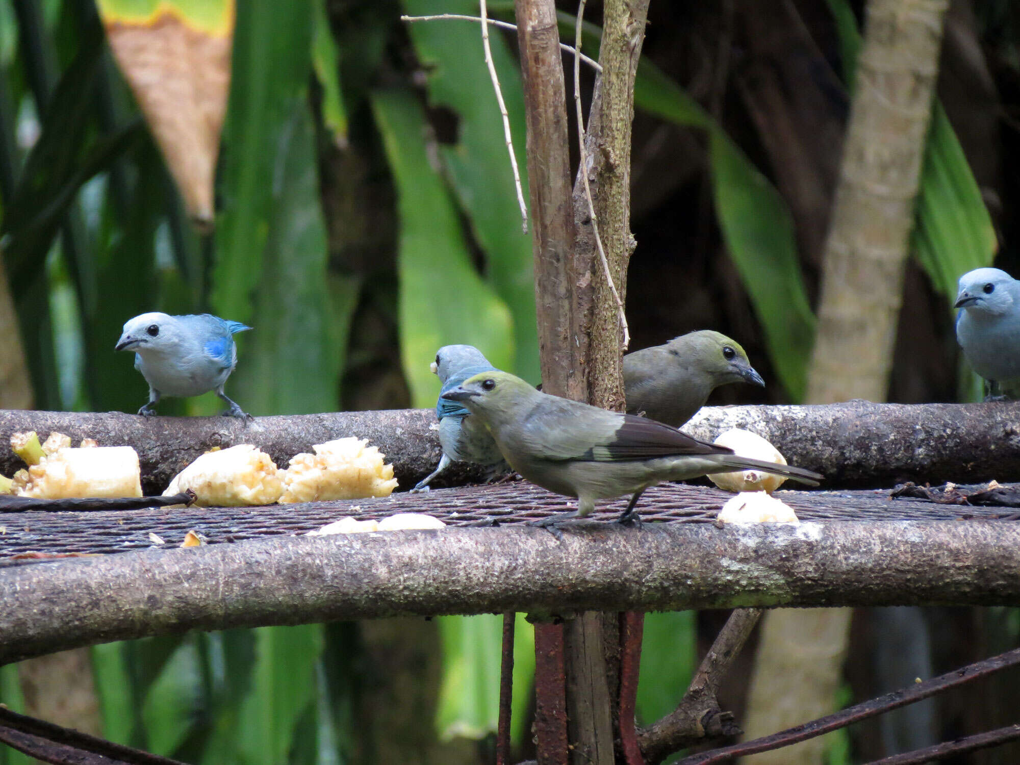 Image of Palm Tanager