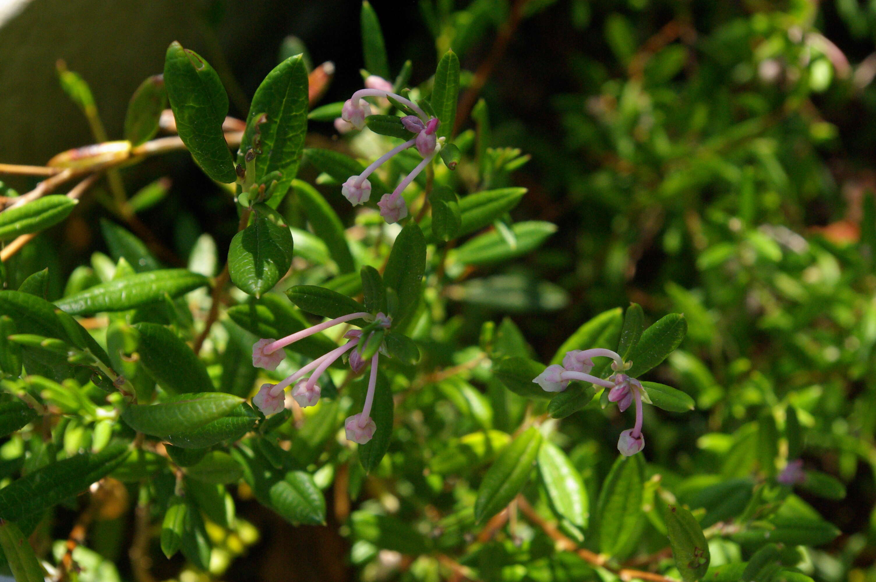 Image of bog rosemary