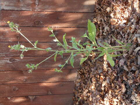 Image of common sowthistle