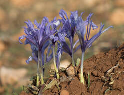 Image of Iris reticulata M. Bieb.