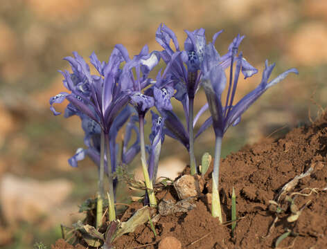 Plancia ëd Iris reticulata M. Bieb.