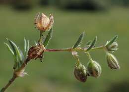 Image of red sandspurry