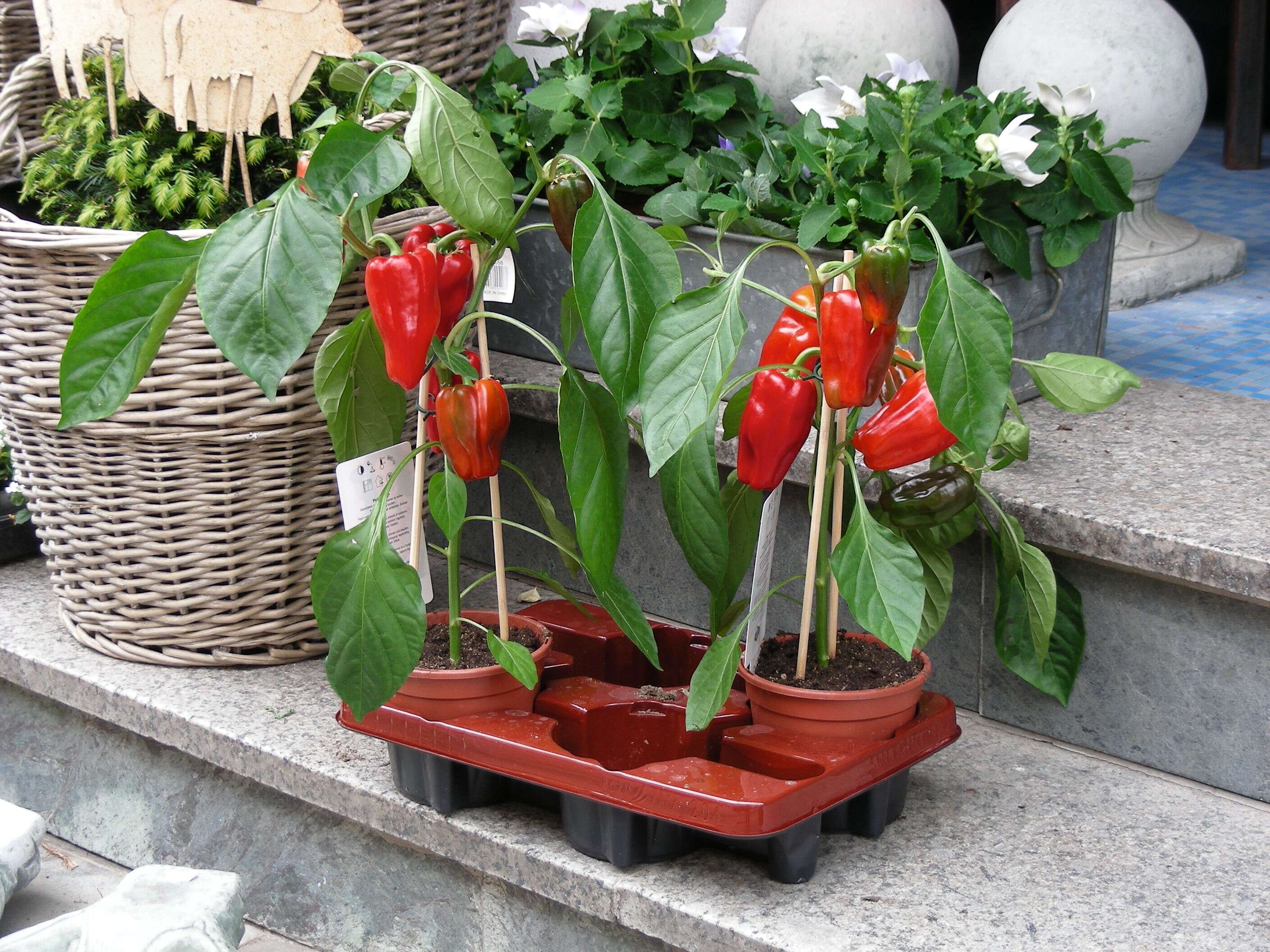 Image of cayenne pepper