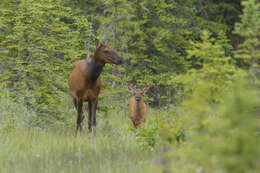 Image of Cervus canadensis nelsoni