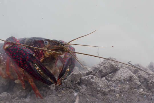 Image of Procambarus clarkii