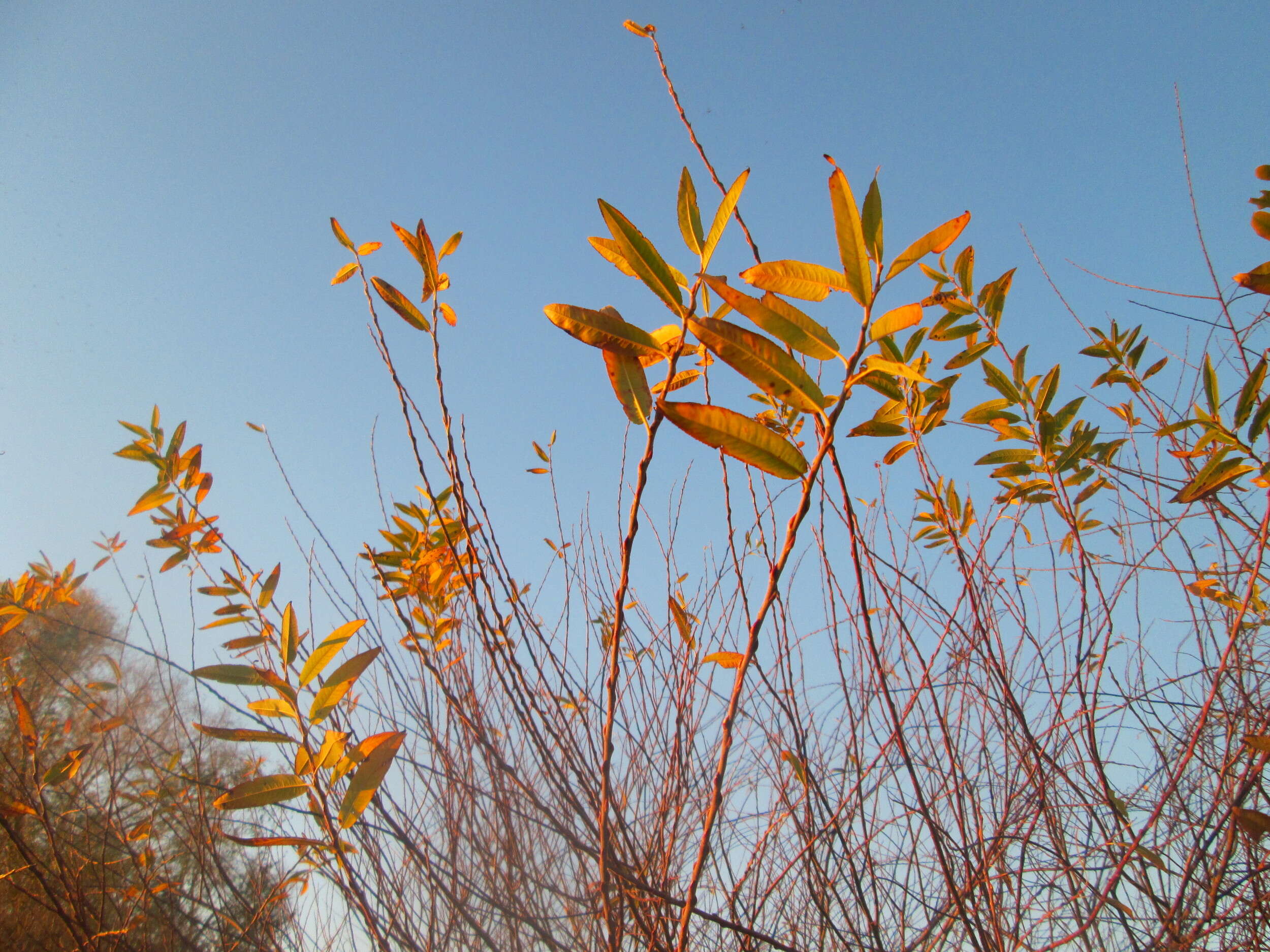 Image of purple willow