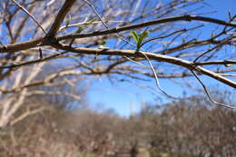 Image of Heptacodium