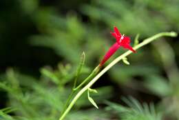 Image of Cypress Vine