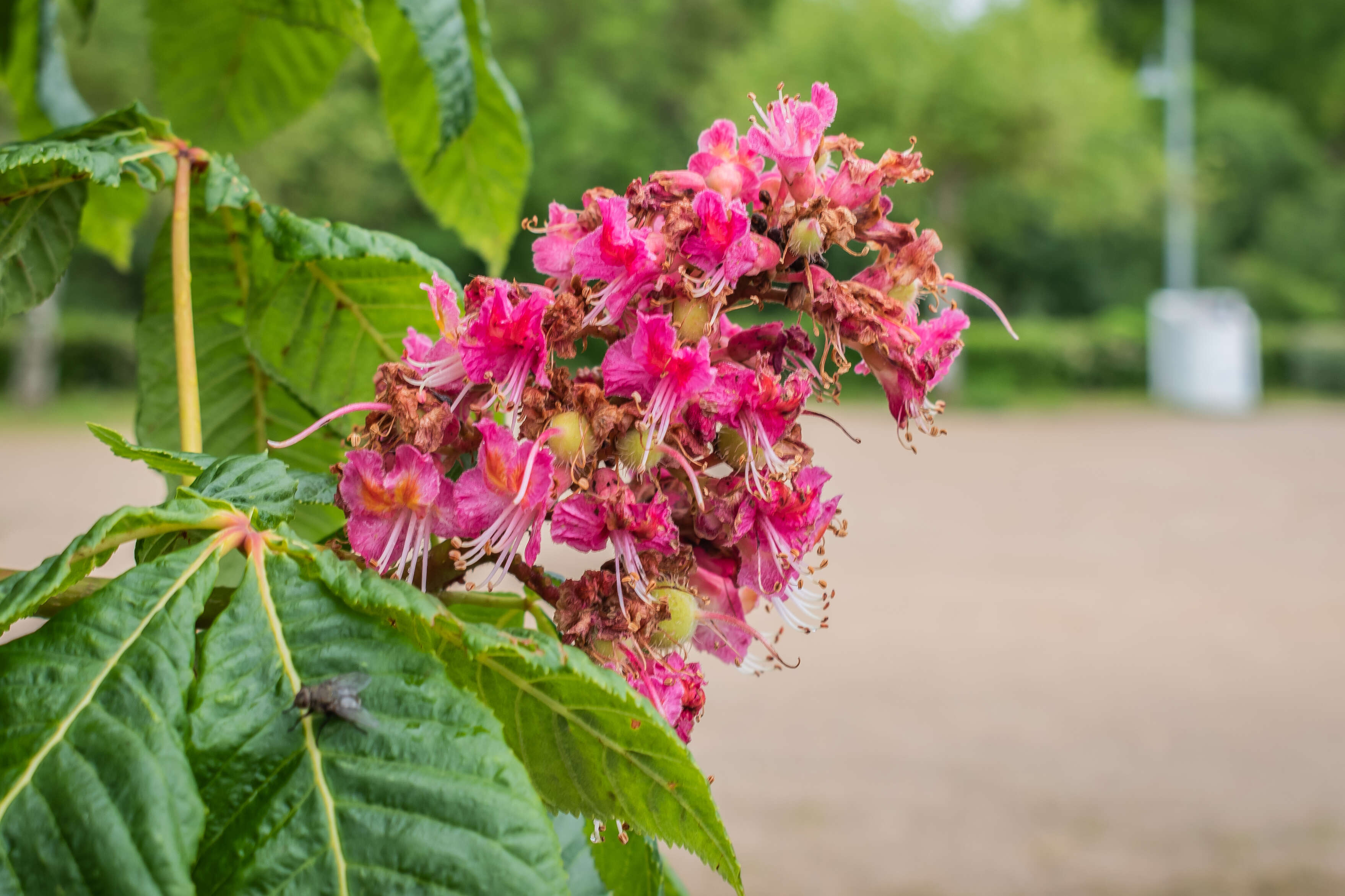 Image of red horse-chestnut