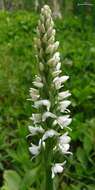 Image of Tall white bog orchid