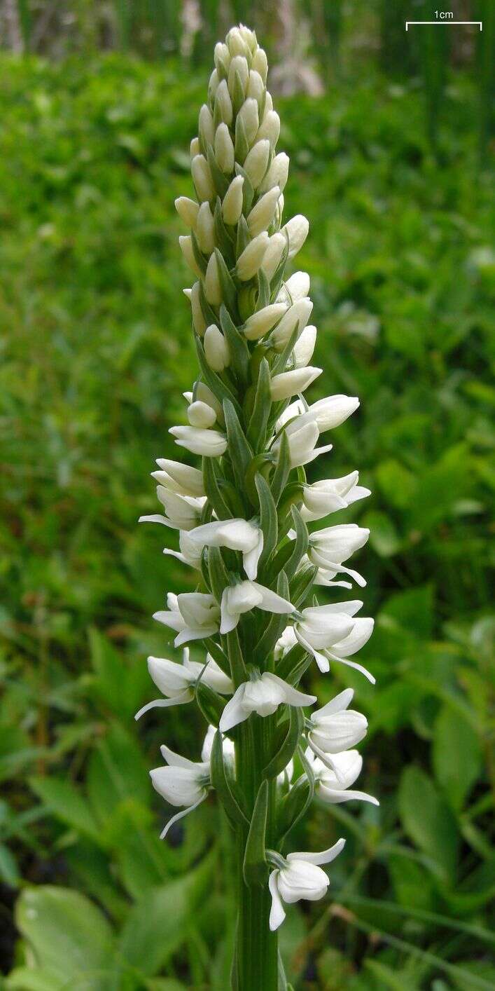 Image of Tall white bog orchid