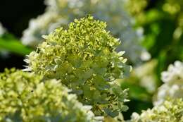 Image of panicled hydrangea