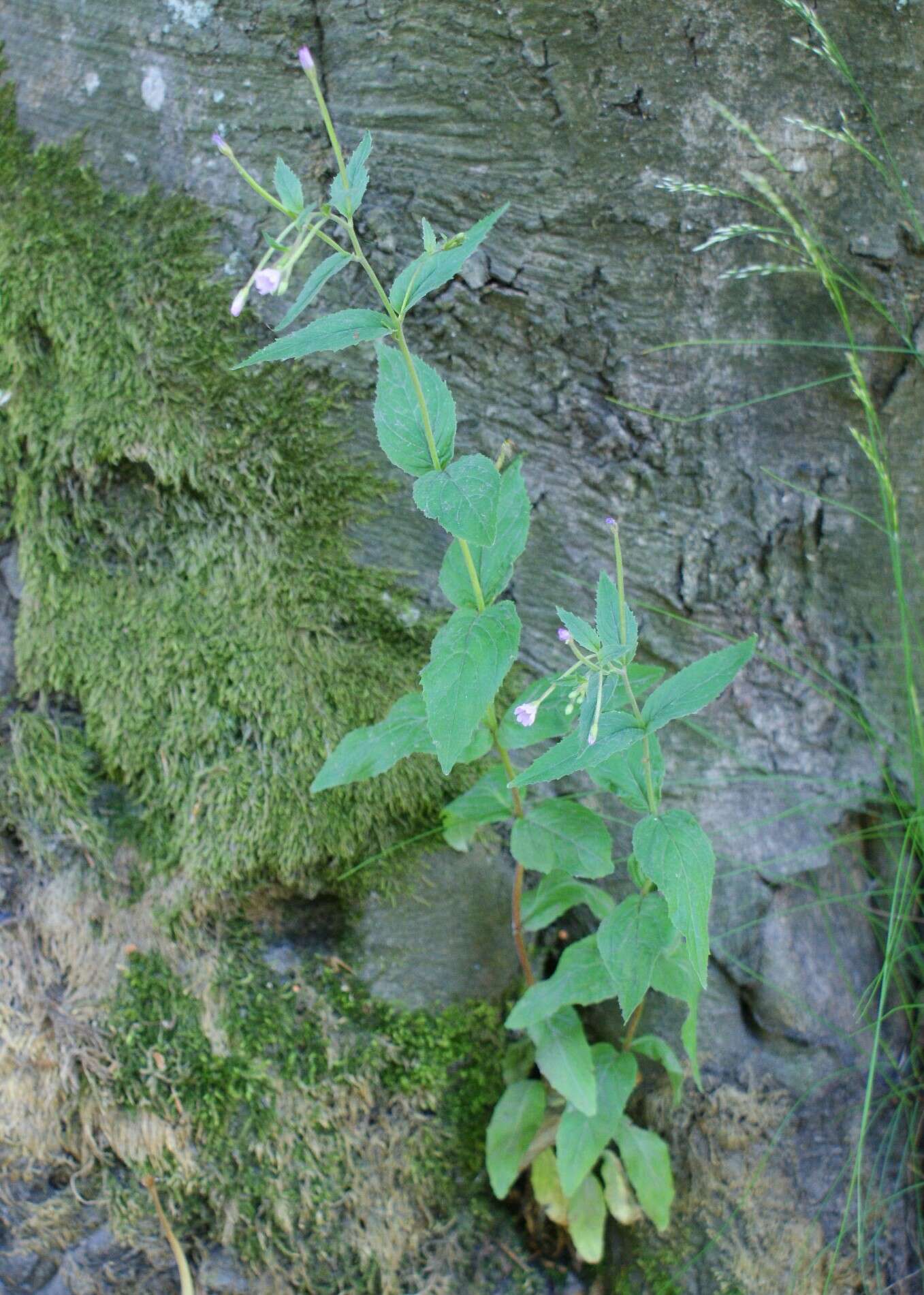 Epilobium montanum L. resmi