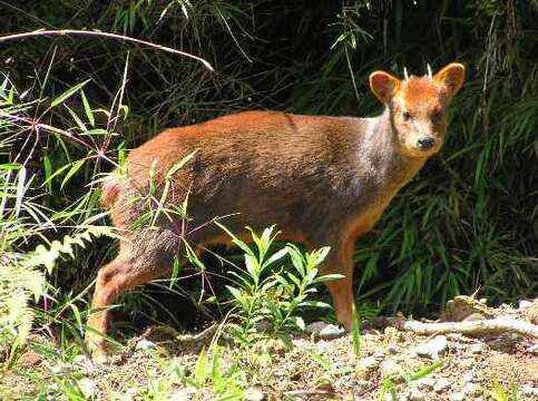 Image of Pudú