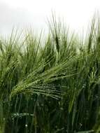 Image of common barley